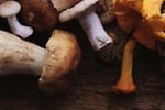 Coming Soon - Indoor Mushroom Farm - Booming Industry