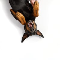 Love dogs? Love Cats? Established Raw Pet Food Business - Growth Industry WIWO image