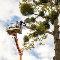 34493 Profitable & Growing Tree Services Business image