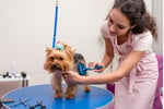 Pet Grooming Salon Sutherland Shire - Semi-Managed, High-Profit, New 3+3 Year Lease