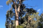 Established Arboricultural Business For Sale