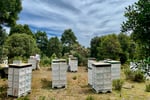Asset-Based Small Scale Commercial Beekeeping Opportunity for Sale