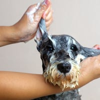 34059 Mobile Dog Washing & Grooming Business - Profitable image