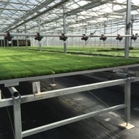 Innovative Horticultural Business $2.8M WIWO on SEQ Freehold Land image