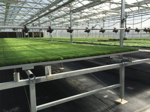 Innovative Horticultural Business $2.8M WIWO on SEQ Freehold Land