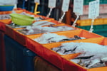 Coming Soon - Fresh Seafood Business - Easy To Run