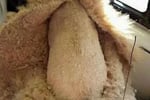 Profitable Mobile Pet Grooming Business with Loyal Hobart Client Base