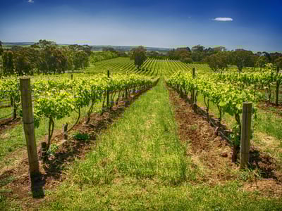 Established SA Wine Tour Operator: 25+ Years, Branded Fleet & Growth Potential image