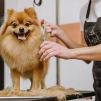 Modern, Newly Renovated Pet Grooming Salon  Fast-Growing, Sutherland Shire image