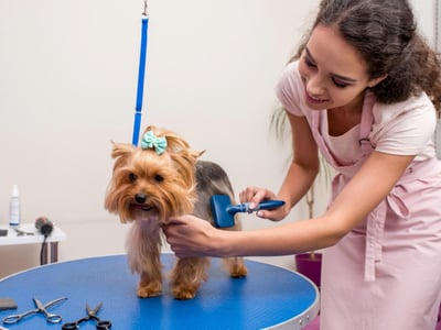 UID: 238 Modern, Newly Renovated Pet Grooming Salon  Fast-Growing, Sutherland Shire image