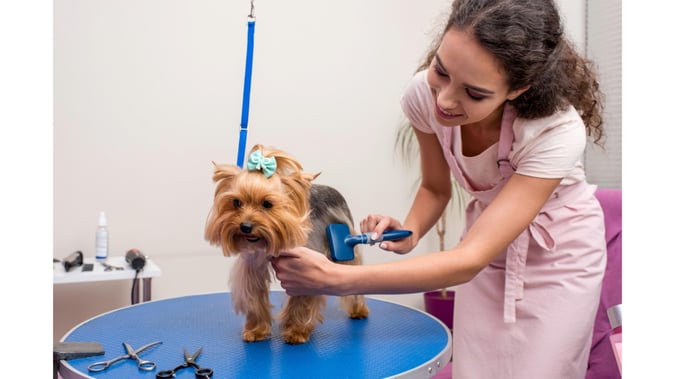 Ref: 238 Modern, Newly Renovated Pet Grooming Salon  Fast-Growing, Sutherland Shire primary image