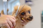Exceptional Dog Grooming Salon
