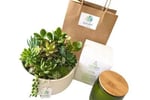 Succulent Surprise - Established Online Plant Store and Gifting Brand - National Opportunity