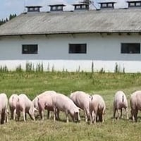 Piggery Business & Freehold in Riverina - Ref: 17138 image