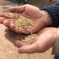 On-farm seed grading service image