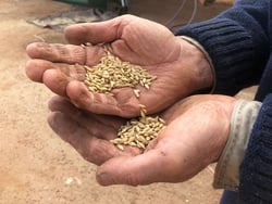 On-farm seed grading service image