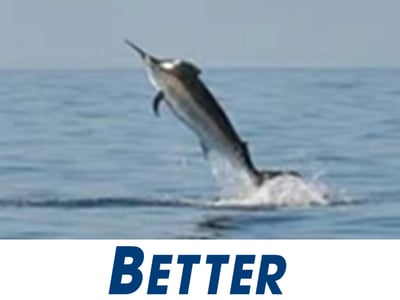 THE BEST FISHING TACKLE OUTLET IN AUSTRALIA image