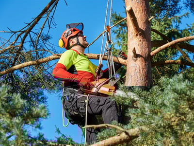 Expand Your Reach with this Proven Arboriculture Operation image