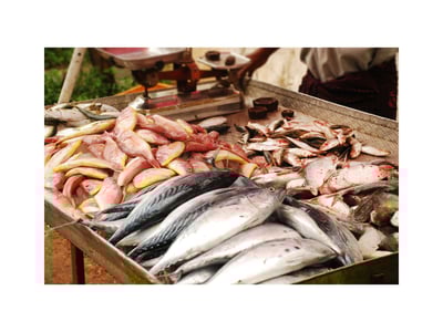 Seafood Group offering - Australia image