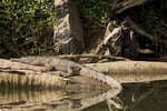 The closest Wet Tropics World Heritage river-based experience to Cairns