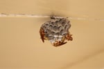 Pest Control Business - Launceston TAS