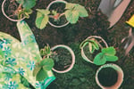 Landscaping & Garden Supply Business