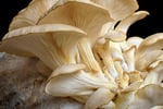 Coming Soon - Indoor Mushroom Farm - Booming Industry