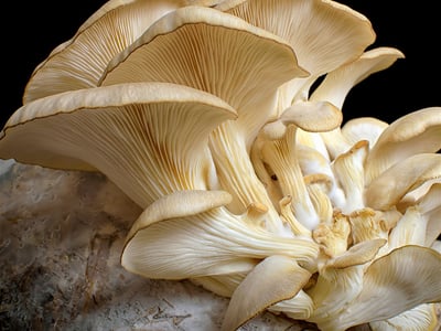 Coming Soon - Indoor Mushroom Farm - Booming Industry image