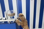 Luxury Dog Grooming Salon and Dog Daycare Centre - Camden, NSW