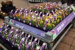 Invest and Grow with Easy Colour Wholesale Nursery