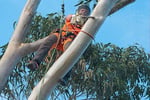 Arborist Business with Council Contract for Sale ST1587