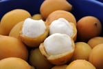 Easy to run, highly  profitable fruit farm.