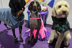 UNDER OFFER - Doggie Daycare and Training Business - Golden Grove, SA