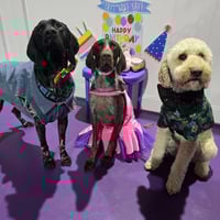 UNDER OFFER - Doggie Daycare and Training Business - Golden Grove, SA image