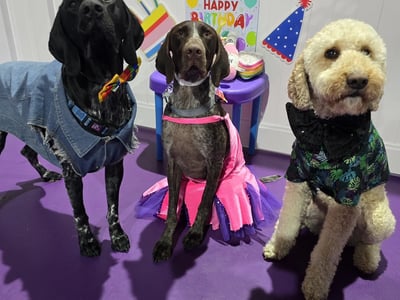UNDER OFFER - Doggie Daycare and Training Business - Golden Grove, SA image
