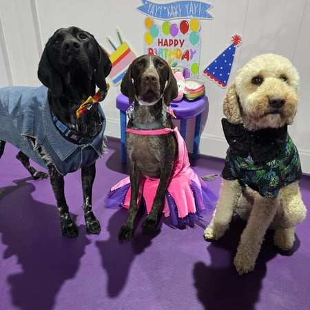 UNDER OFFER - Doggie Daycare and Training Business - Golden Grove, SA