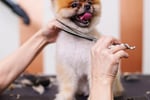 Pet Grooming Business - Western Suburbs