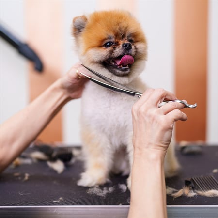 Pet Grooming Business - Western Suburbs