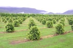 Easy to run, highly  profitable fruit farm.