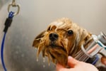 Profitable medium size dog grooming business  Sutherland Shire