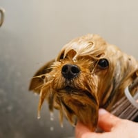 Profitable medium size dog grooming business  Sutherland Shire image