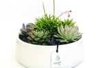 Succulent Surprise - Established Online Plant Store and Gifting Brand - National Opportunity