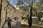 Grow Your Arborist Operation with Climb Right Tree Services