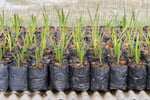 Exotic Wholesale Nursery + Freehold Land | Sunshine Coast | $2M Sales, $402K Profit.
