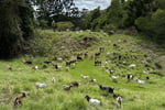 Profitable Eco Vegetation Management Business, Northern NSW