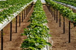 Coming Soon - Unique Business - Hydroponics Industry