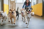 Doggy Daycare Business for sale in Eastern Suburb ST1552