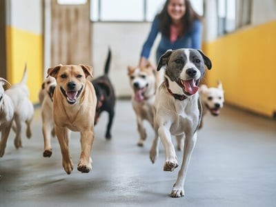 Doggy Daycare Business for sale in Eastern Suburb ST1552 image