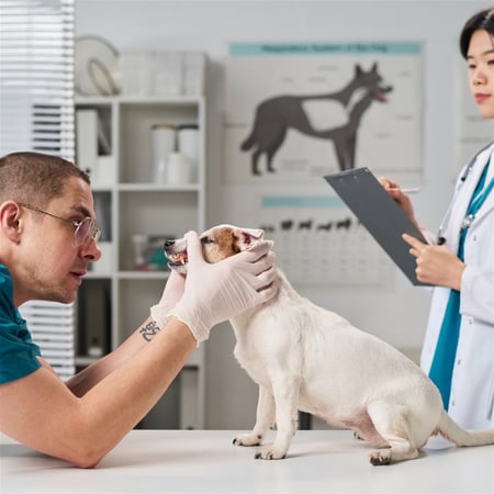 White Collar Business (Vet/Equine/Pet Sectors)