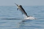THE BEST FISHING TACKLE OUTLET IN AUSTRALIA